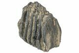 Partial Southern Mammoth Molar - Hungary #235254-3